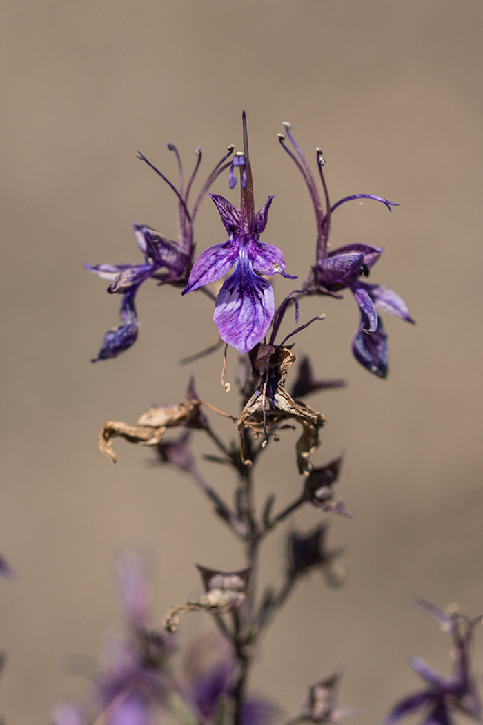 Изображение особи Teucrium orientale.