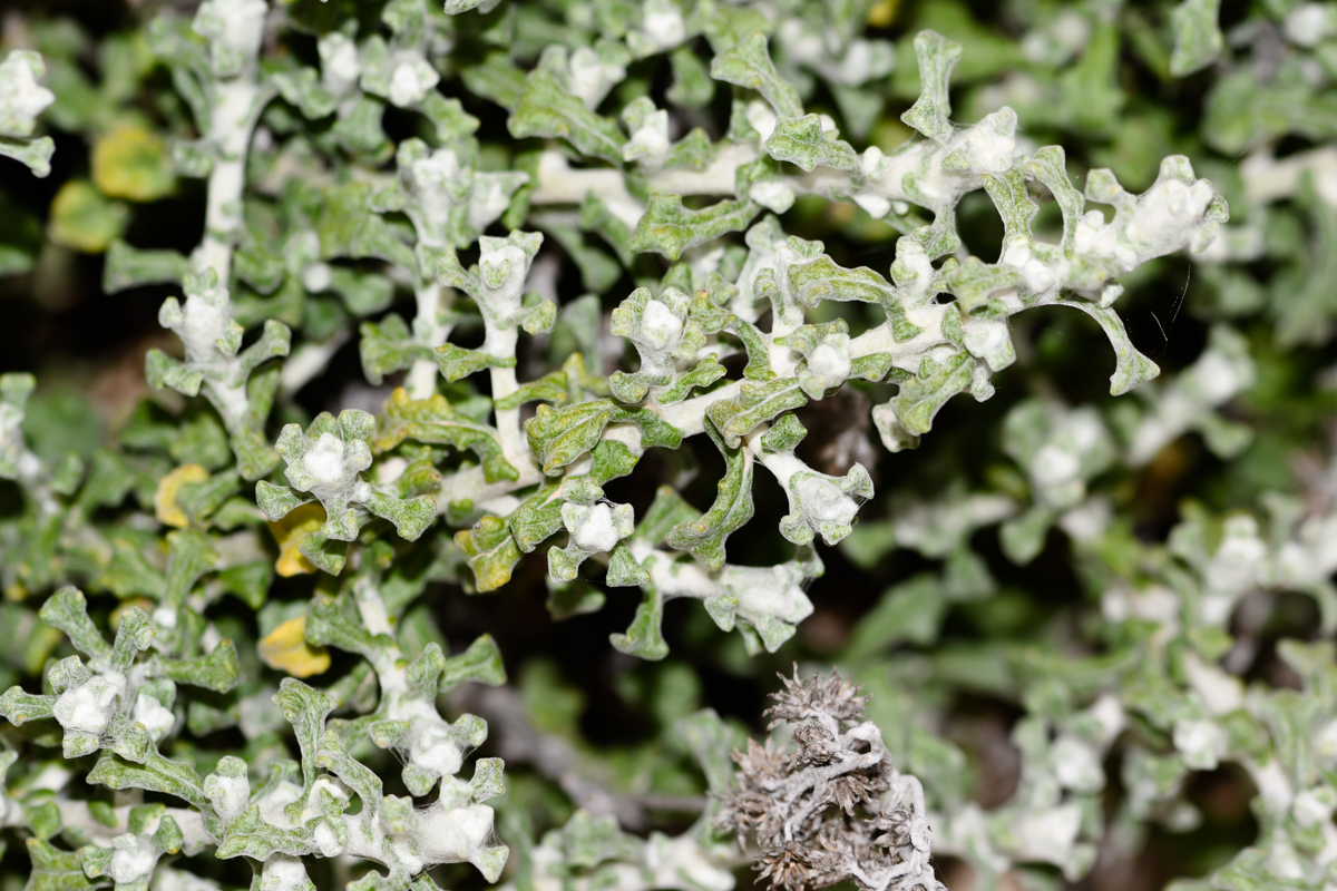 Image of Helichrysum patulum specimen.