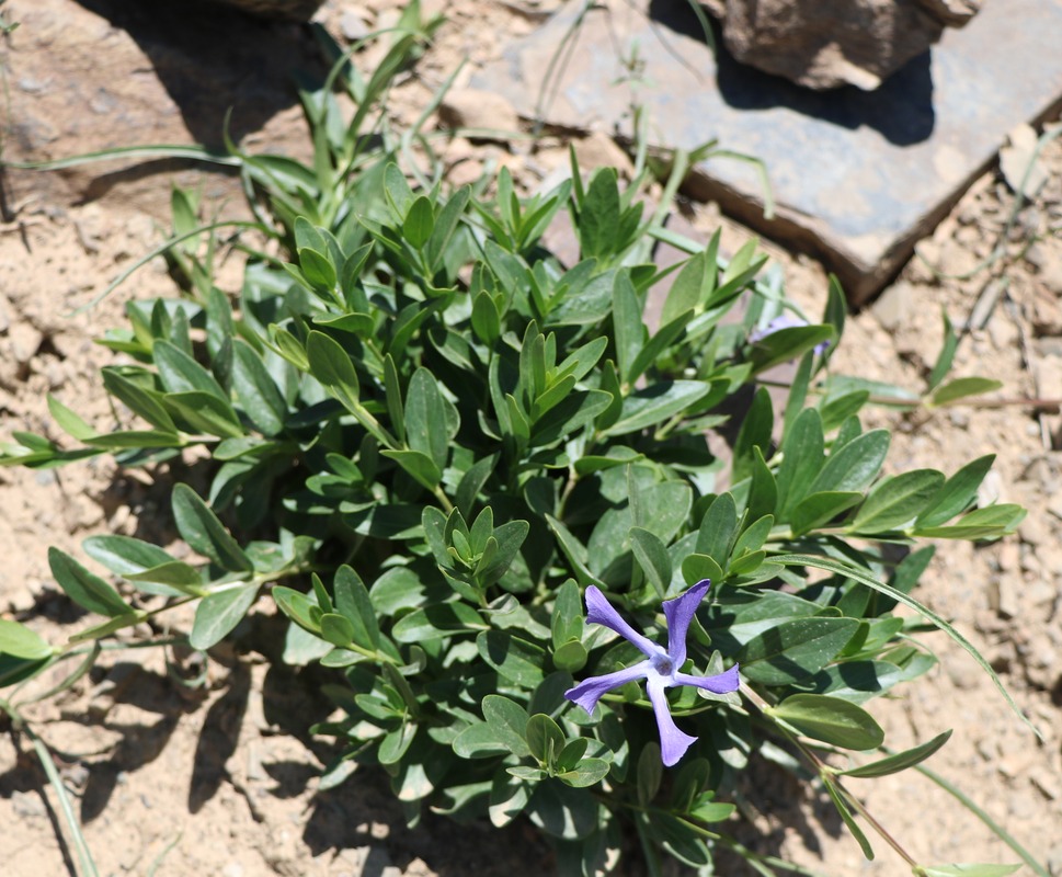 Image of Vinca minor specimen.