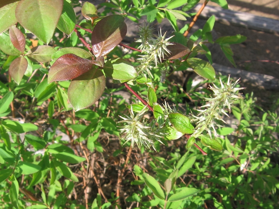 Изображение особи Salix taraikensis.