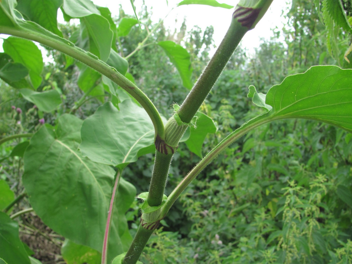 Image of Persicaria orientalis specimen.