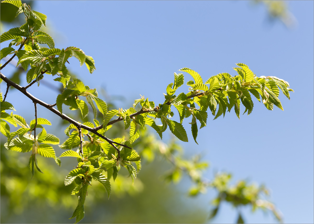 Изображение особи род Carpinus.