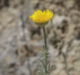 Anthemis tinctoria. Верхушка цветущего растения. Пермский край, Кунгурский р-н, окр. с. Филипповка, гора Ледяная, крутой слабо задернованный склон. 06.06.2021.