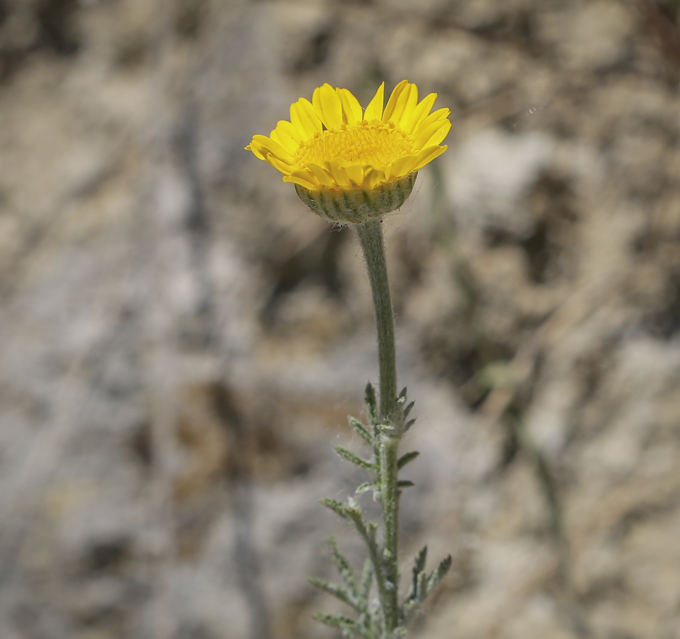 Image of Anthemis tinctoria specimen.