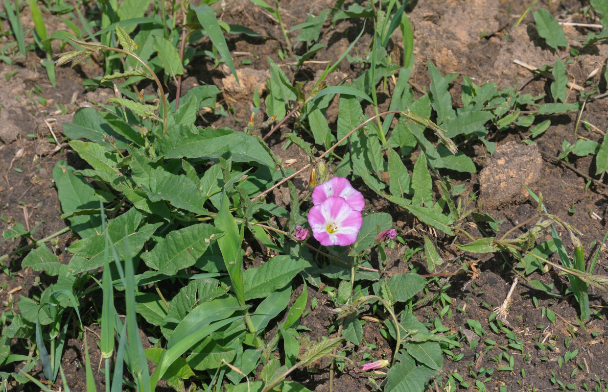 Изображение особи Convolvulus arvensis.