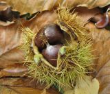 Castanea sativa