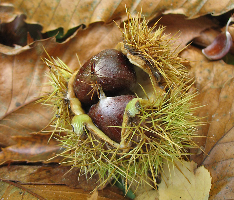 Image of Castanea sativa specimen.