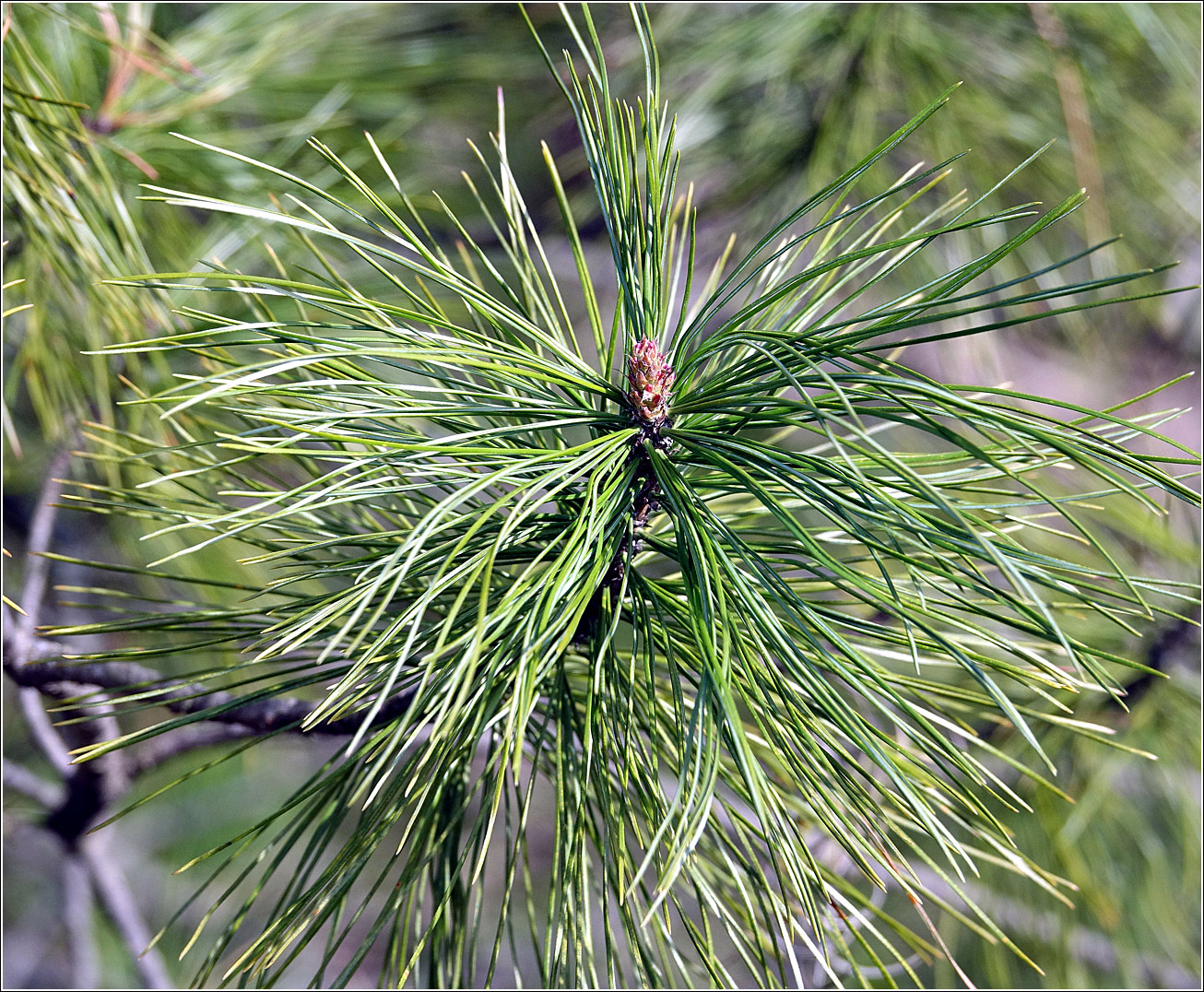 Изображение особи Pinus sibirica.