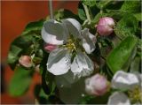 Malus domestica