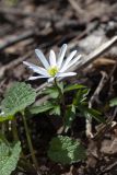 Anemone caucasica. Цветущее растение (белоцветковая форма). Северная Осетия, Ирафский р-н, хр. Танадор, юго-западное подножие горы Кубус, опушка мелколиственного леса. 03.05.2022.