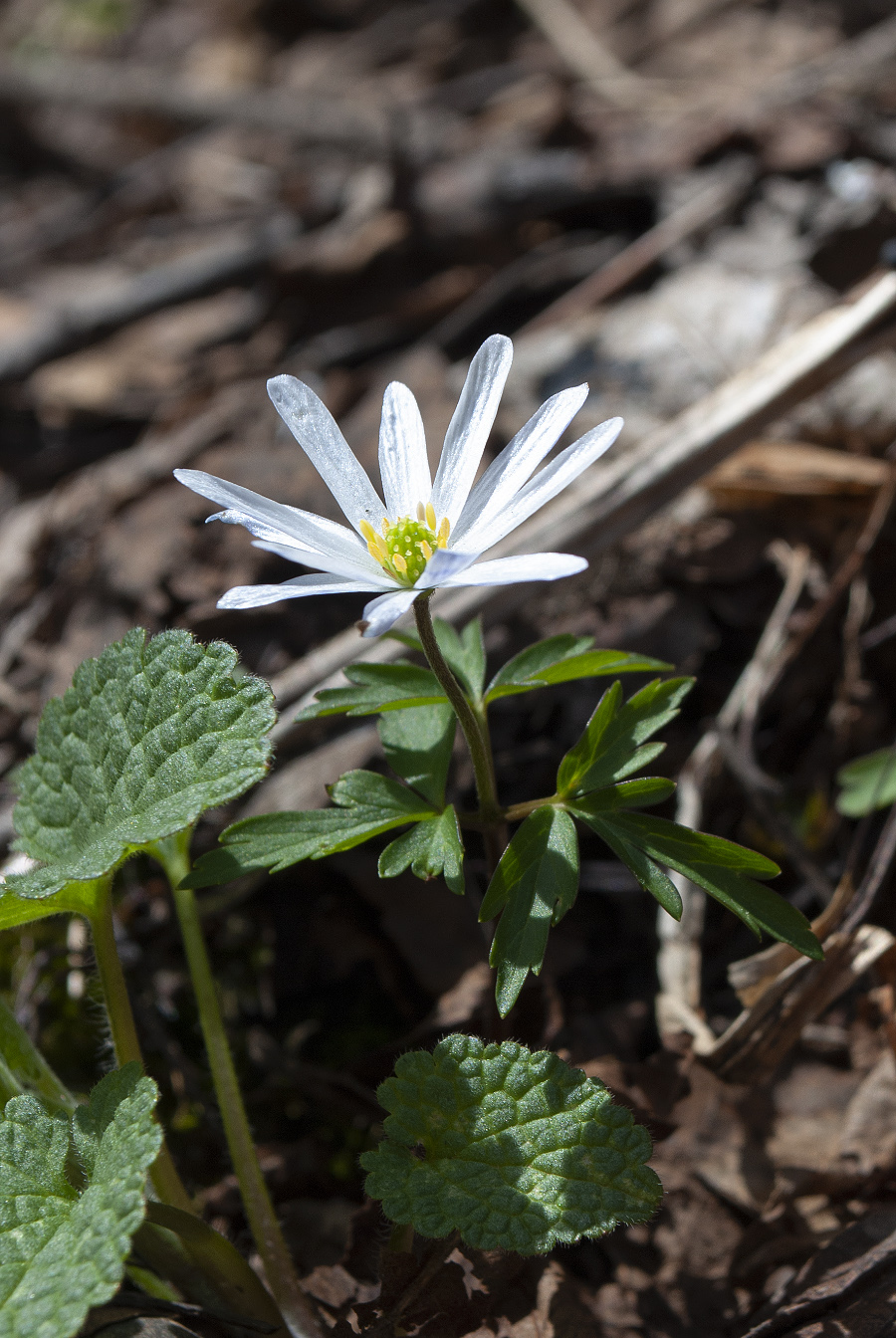 Изображение особи Anemone caucasica.