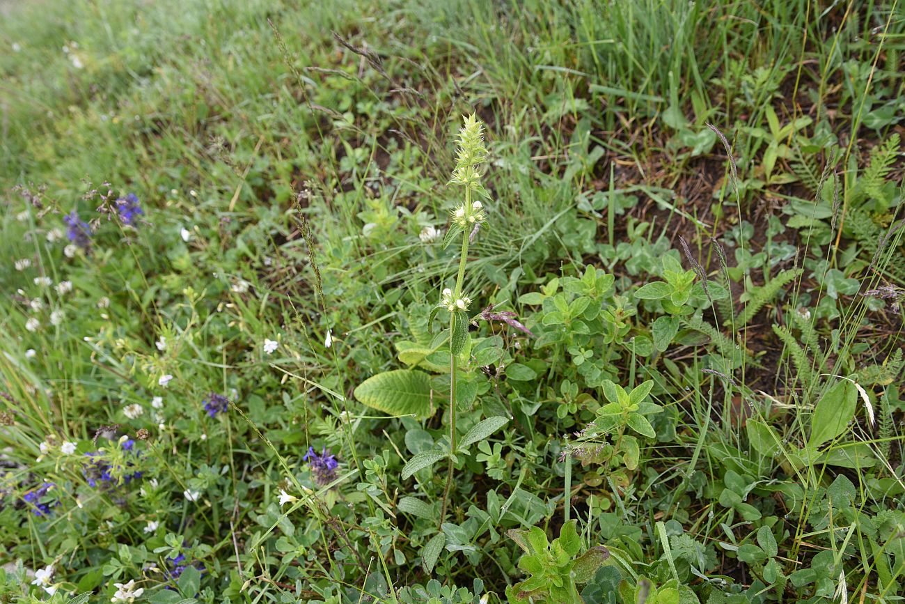 Image of Stachys atherocalyx specimen.