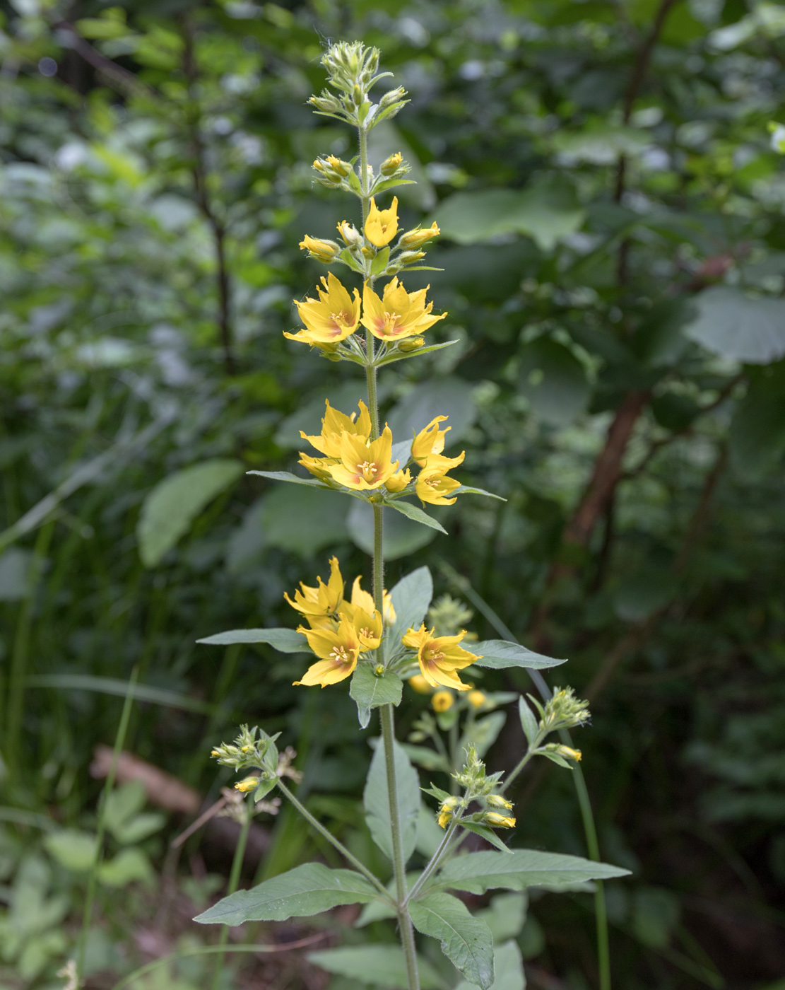 Изображение особи Lysimachia verticillaris.