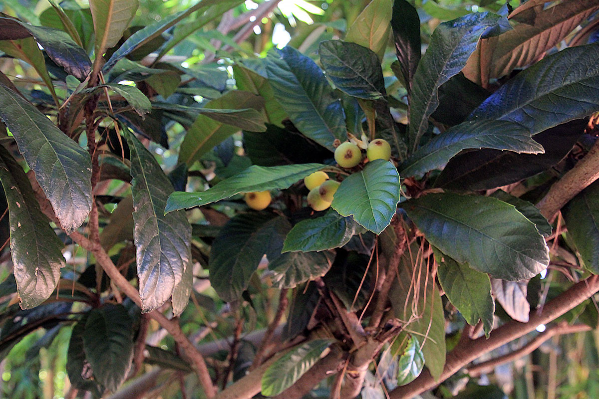 Image of Eriobotrya japonica specimen.