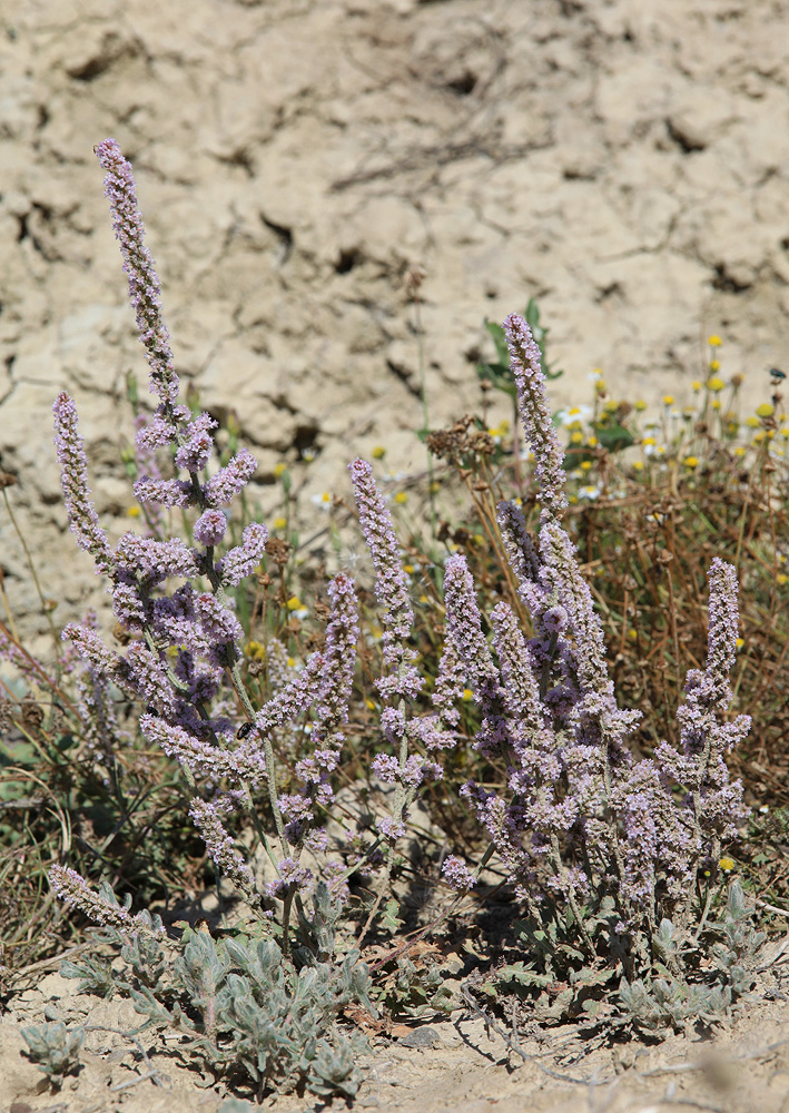 Image of Psylliostachys spicata specimen.