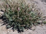 Astragalus platyphyllus