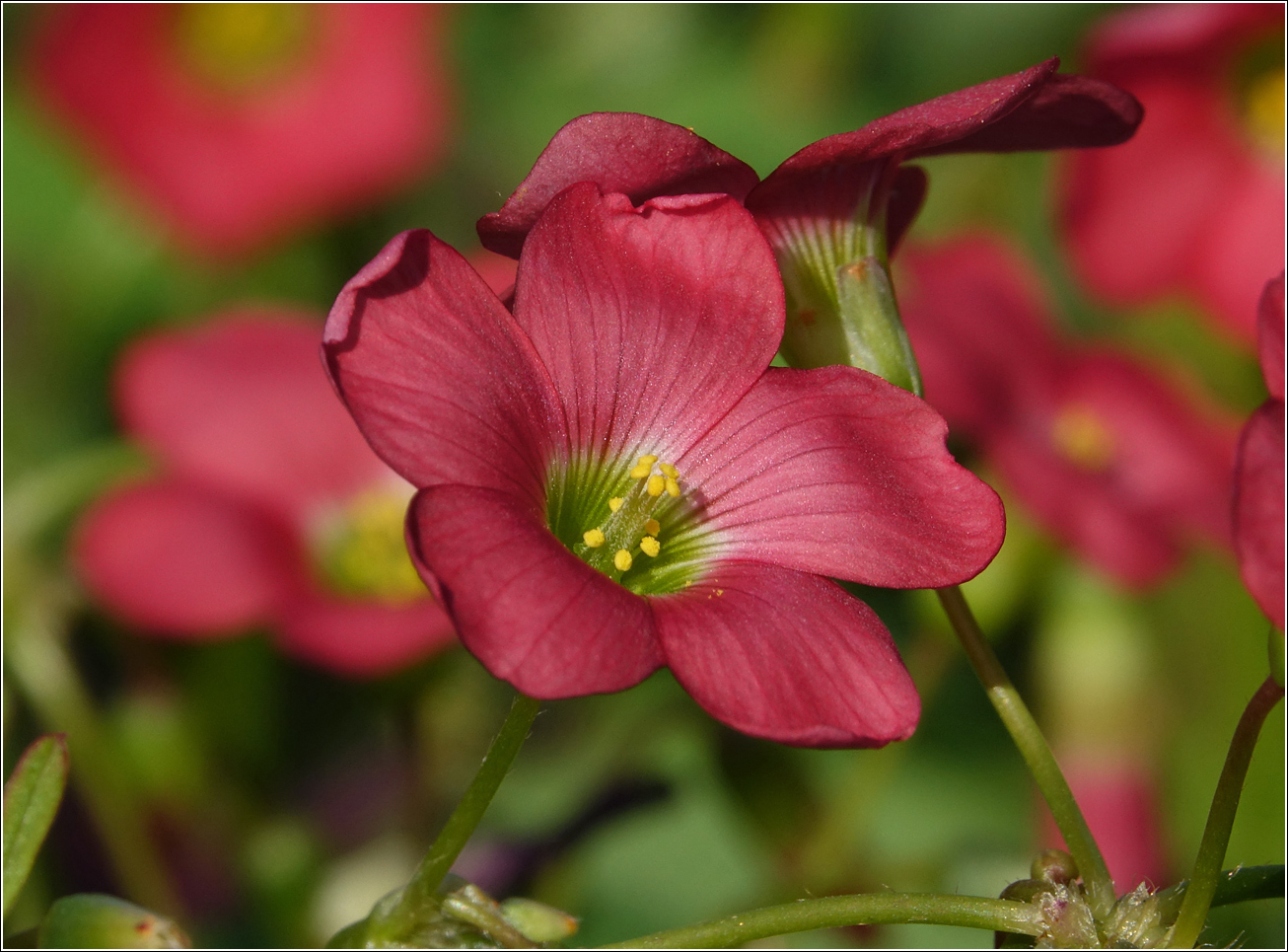 Изображение особи Oxalis tetraphylla.