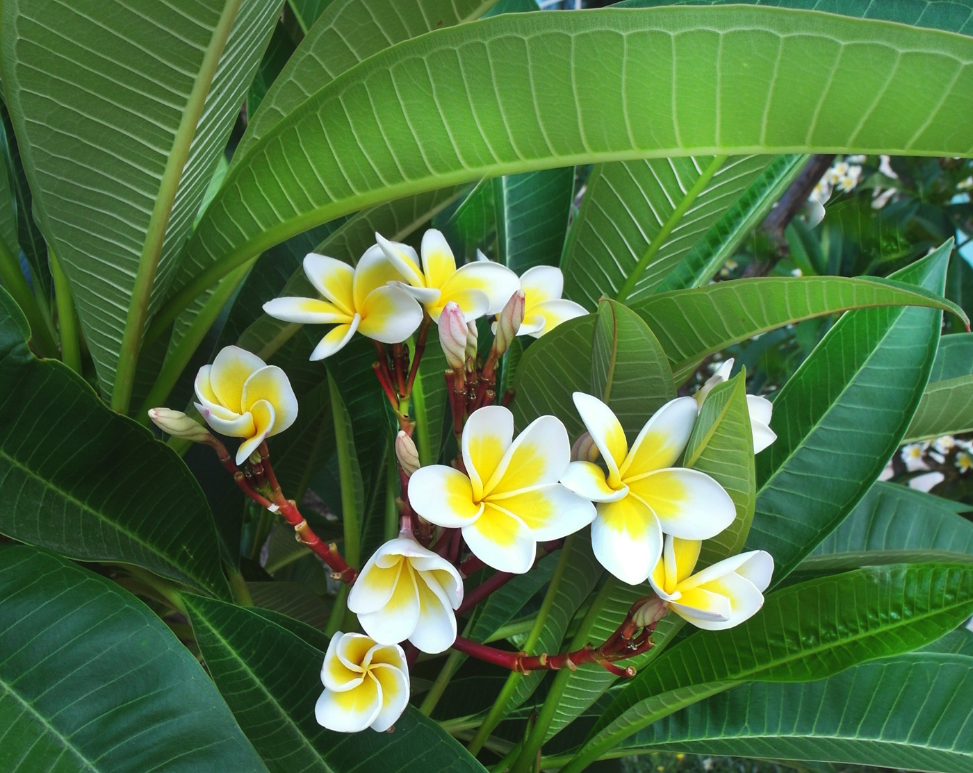 Image of Plumeria rubra var. acutifolia specimen.