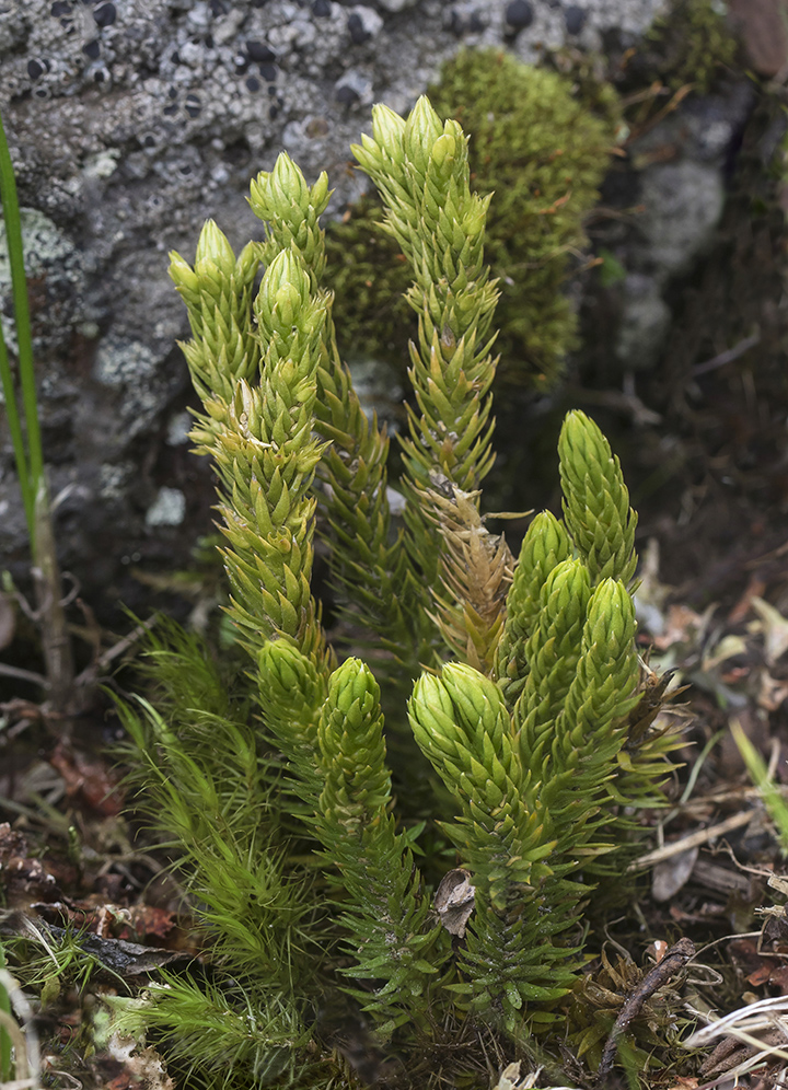 Image of Huperzia petrovii specimen.