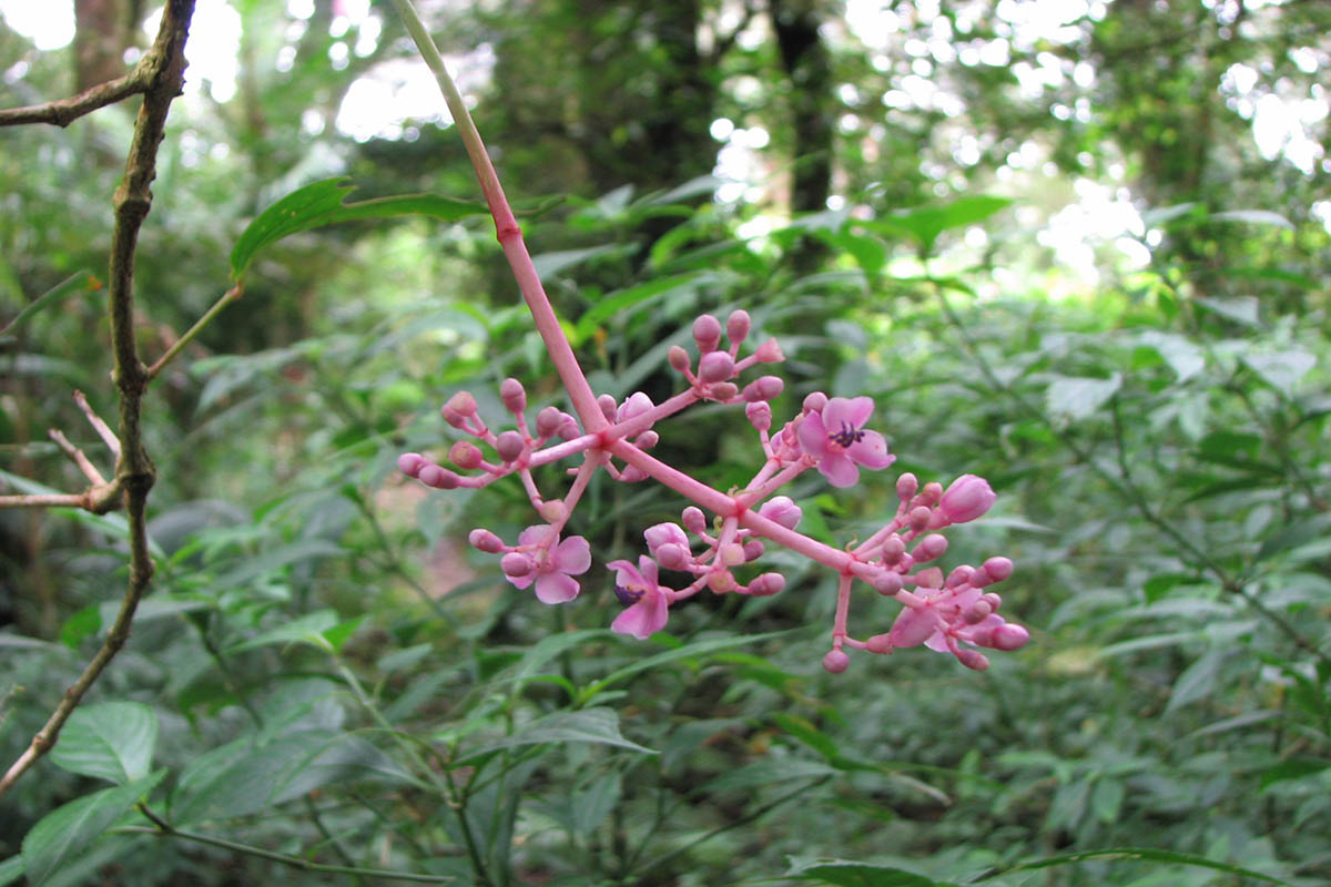 Изображение особи род Medinilla.