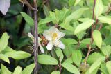 Rhododendron triflorum. Ветвь с соцветием. Бутан, дзонгхаг Пунакха, национальный парк \"Royal Botanical\". 03.05.2019.