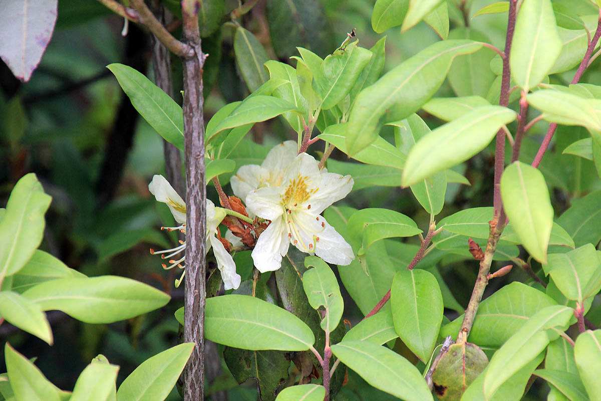 Изображение особи Rhododendron triflorum.