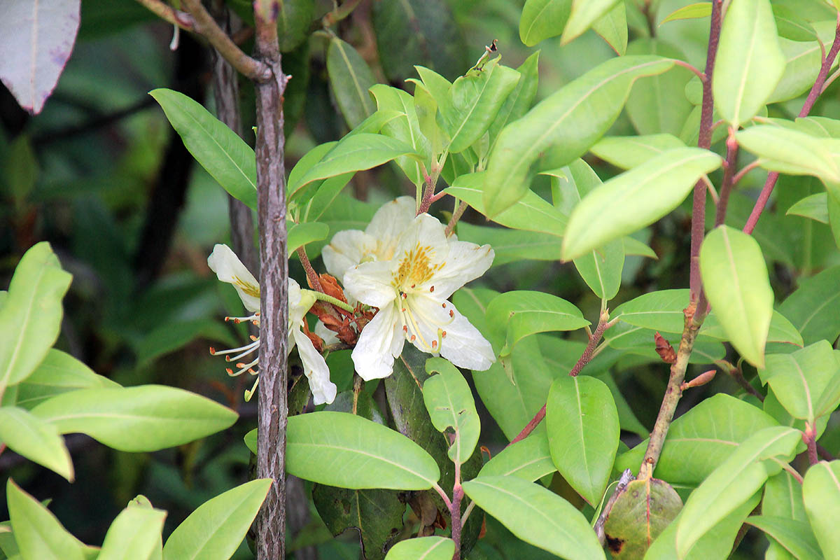 Image of Rhododendron triflorum specimen.