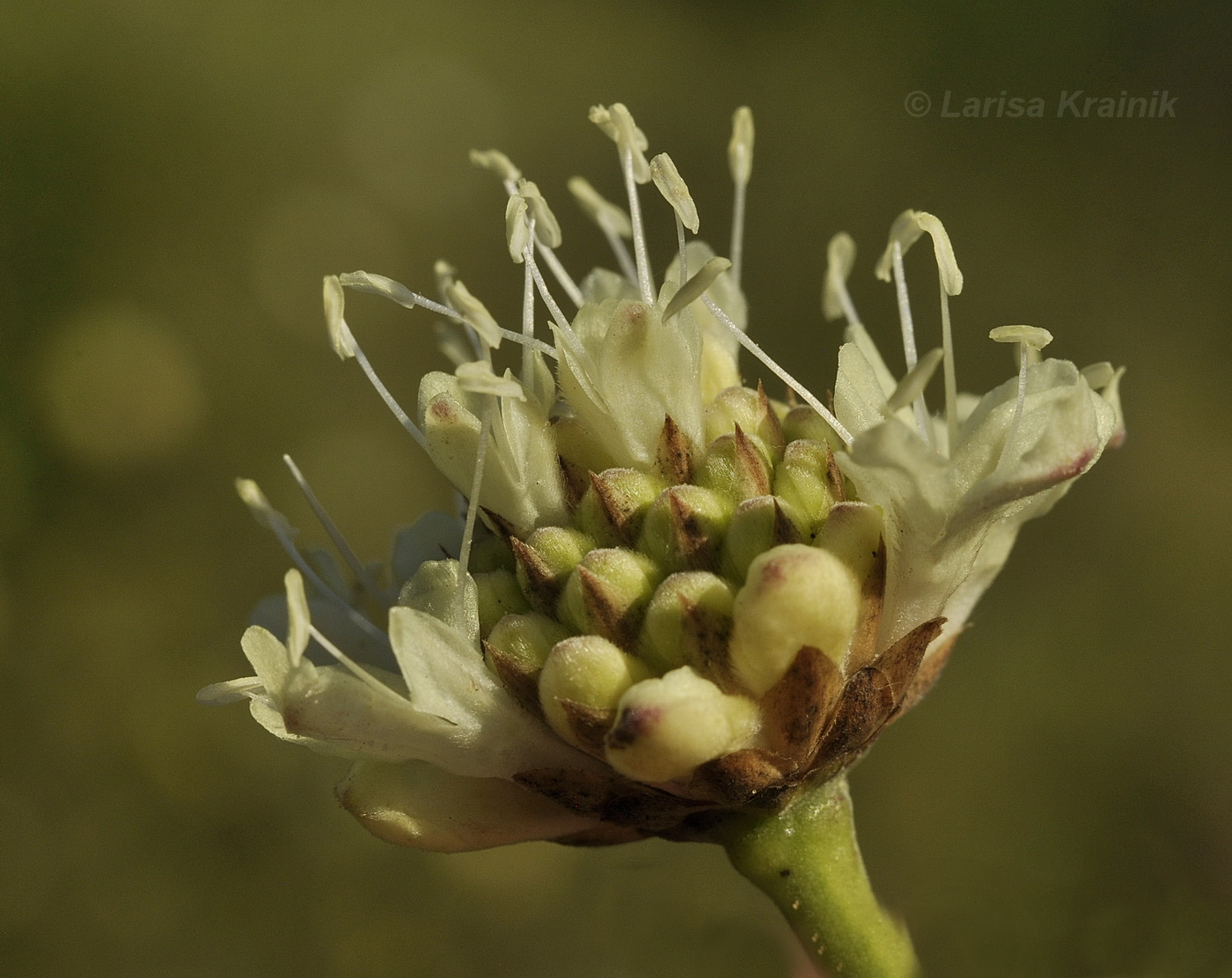 Изображение особи Cephalaria uralensis.