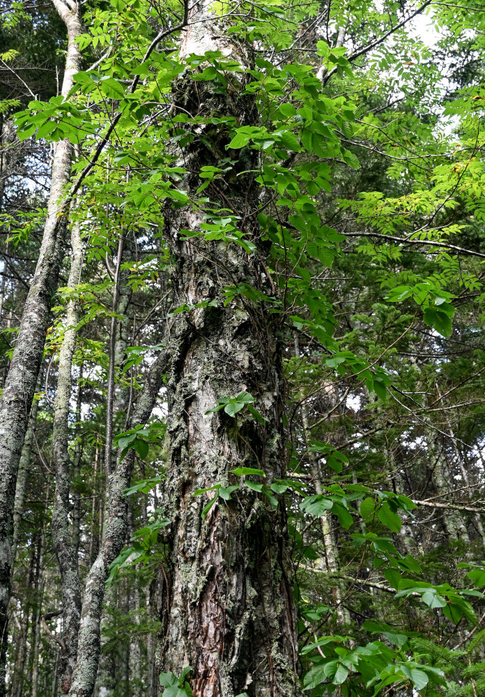 Image of Toxicodendron orientale specimen.