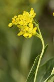 Haplophyllum latifolium. Соцветие. Южный Казахстан, предгорья Боролдайтау. 23.05.2010.