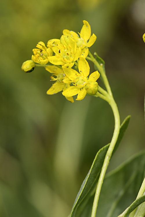 Image of Haplophyllum latifolium specimen.