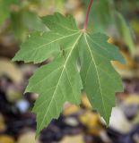 Acer saccharinum