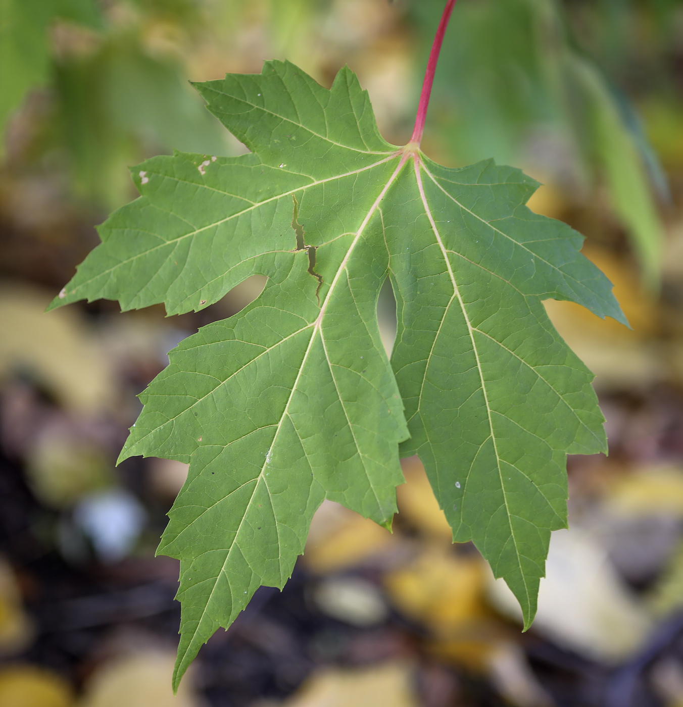 Изображение особи Acer saccharinum.