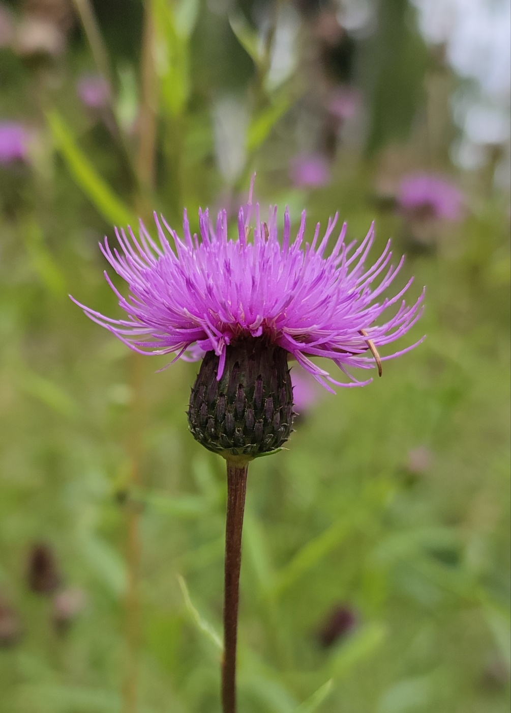 Image of Cirsium serratuloides specimen.