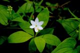 Trientalis europaea