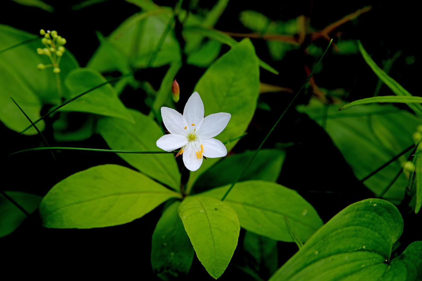 Image of Trientalis europaea specimen.