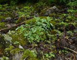 род Hylotelephium. Вегетирующее растение в сообществе с Geranium robertianum. Пермский край, Александровский р-н, дол. р. Яйва, склон юго-западной оконечности Тихого Камня, замшелая мелкокаменистая осыпь. 12 июня 2022 г.