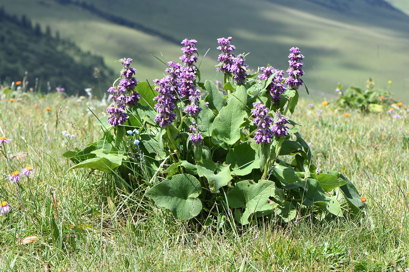 Image of Phlomoides oreophila specimen.