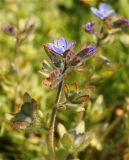 Veronica triphyllos