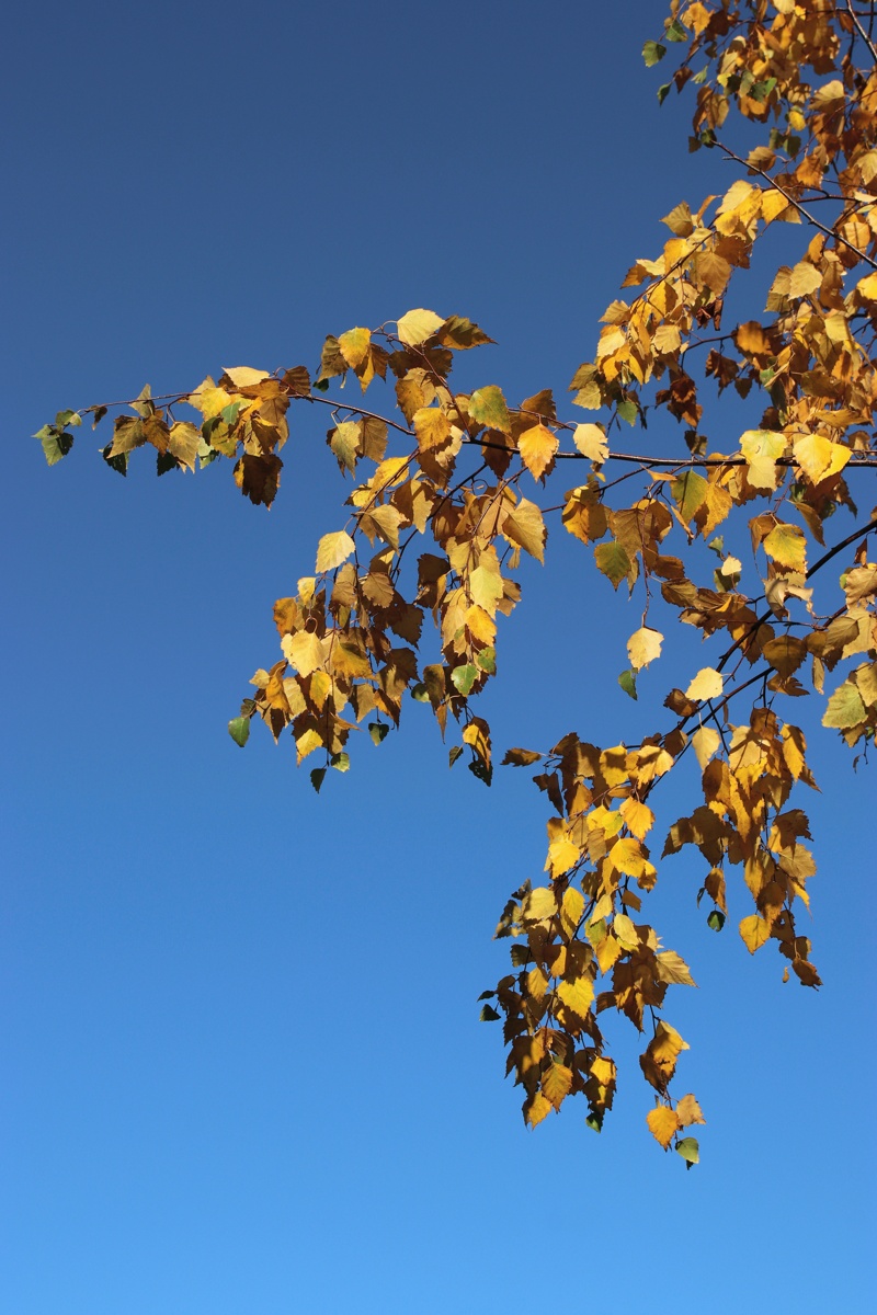 Image of Betula pendula specimen.