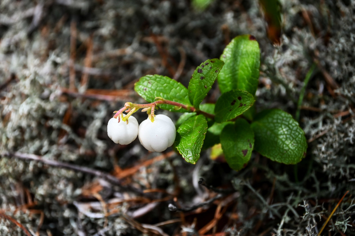 Image of Gaultheria miqueliana specimen.