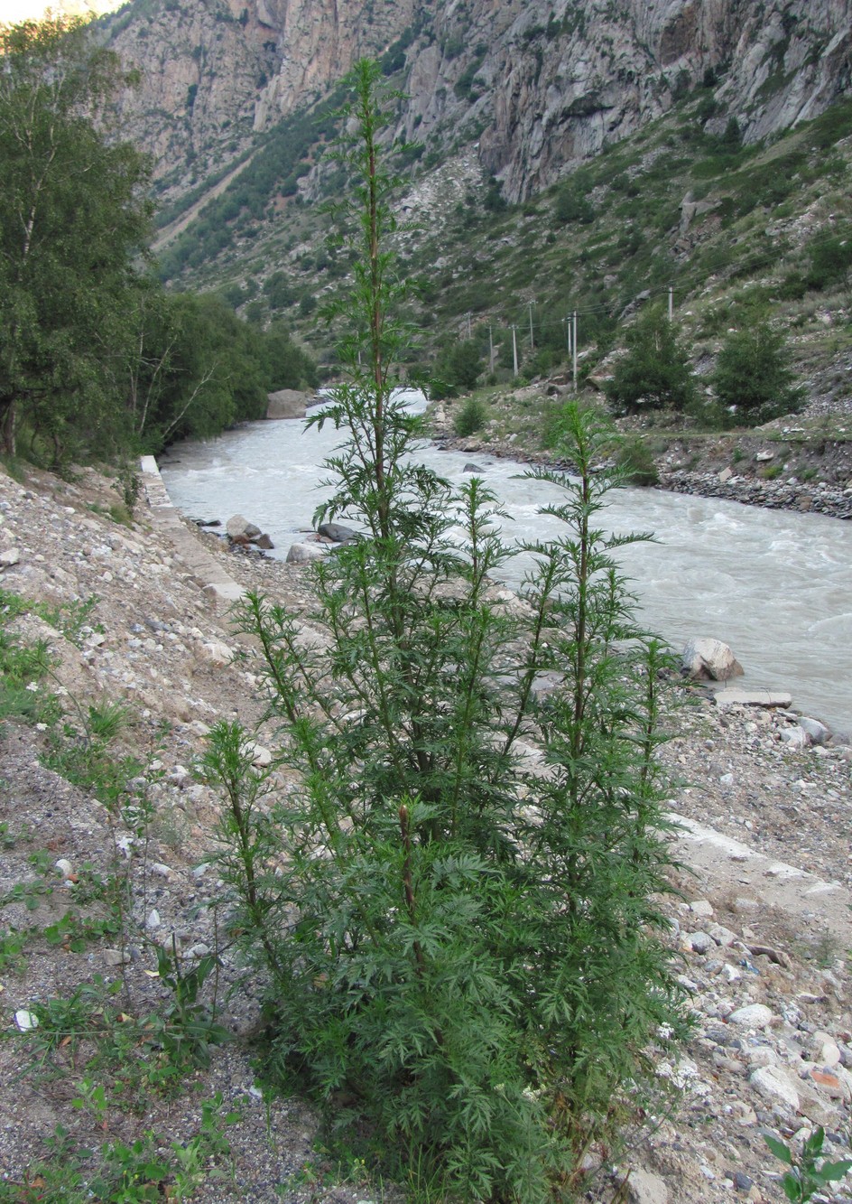 Image of Artemisia tournefortiana specimen.