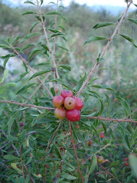 Image of Cerasus tianshanica specimen.