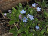 Myosotis sylvatica. Цветущее растение в смешанном лесу. Карачаево-Черкесия, Зеленчукский р-н, долина р. Ходюк (выс. 1750 м н.у.м.). 01.05.2010.