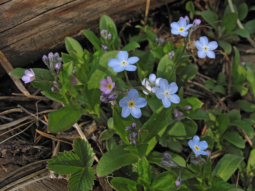 Image of Myosotis sylvatica specimen.