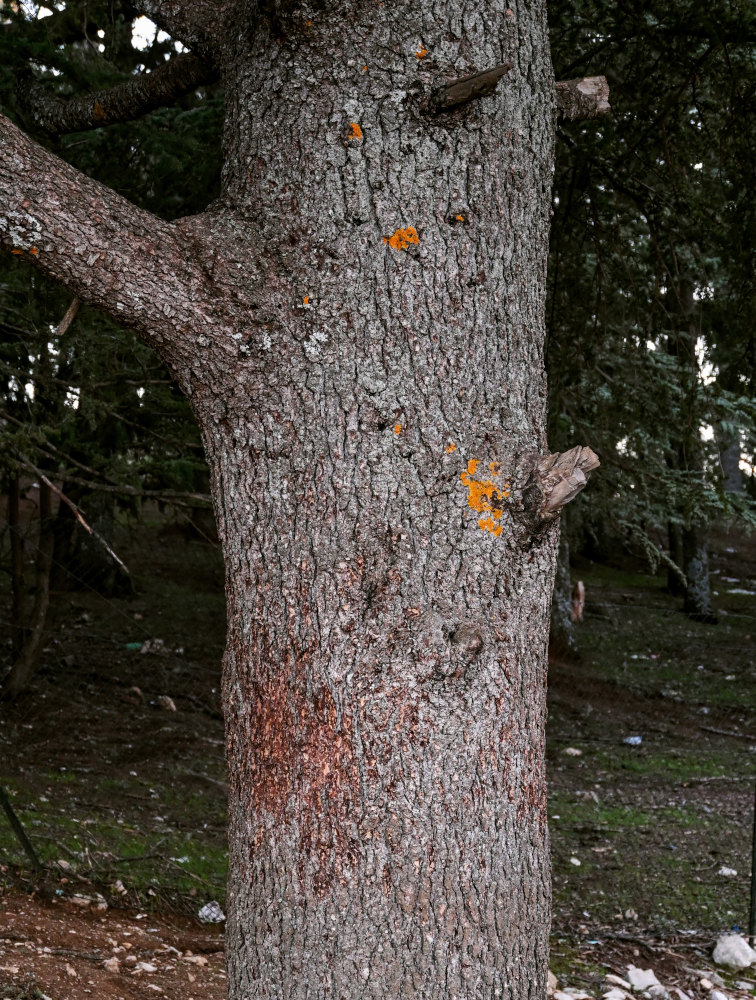 Изображение особи Cedrus atlantica.