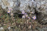 Aster bessarabicus
