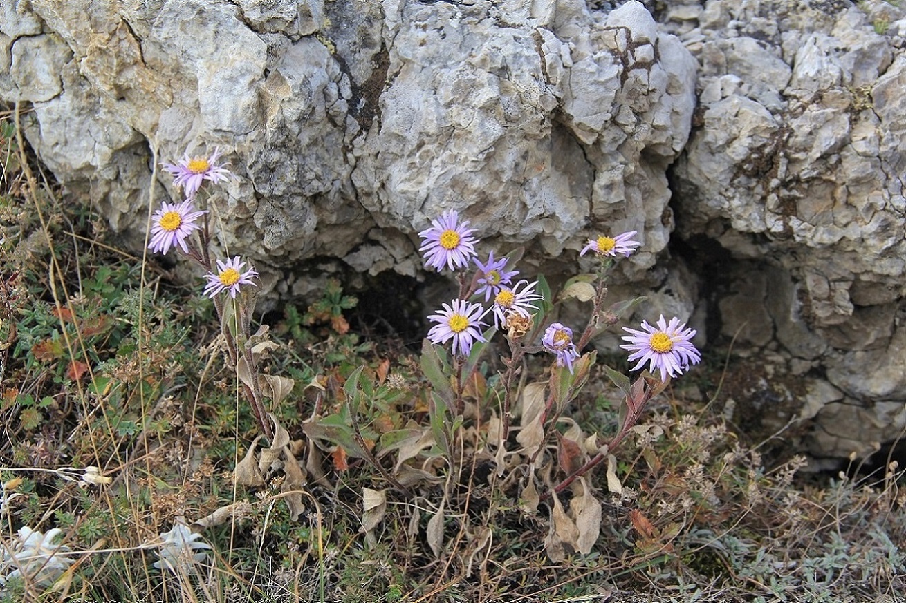 Изображение особи Aster bessarabicus.