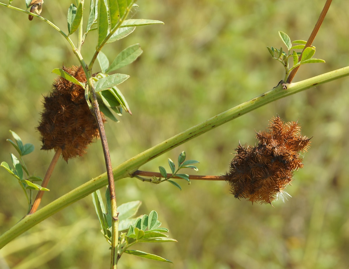 Image of Glycyrrhiza echinata specimen.
