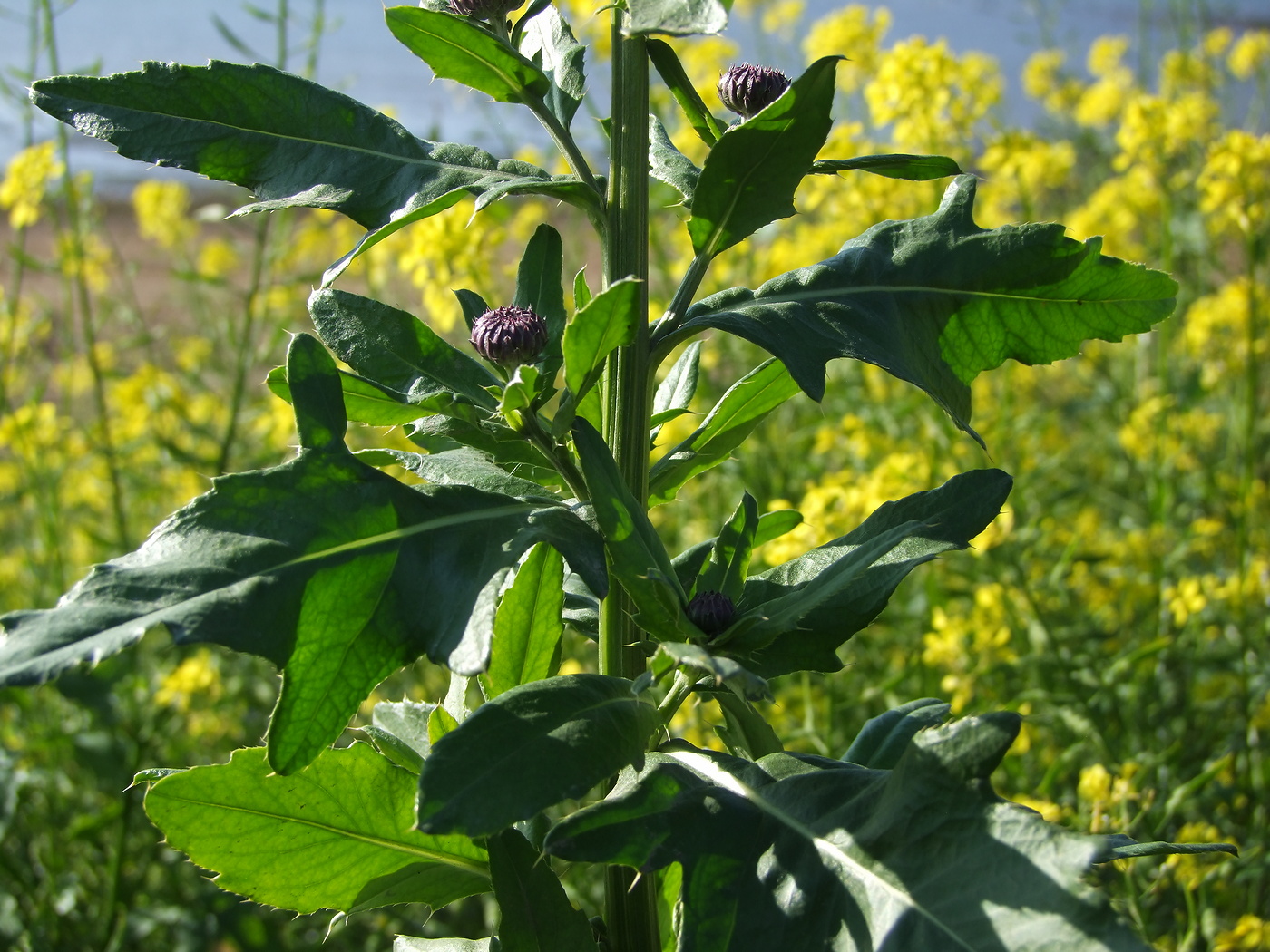Image of Cirsium setosum specimen.